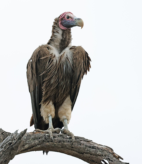 Lappet-faced Vulture